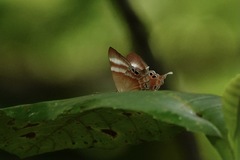 Abisara savitri