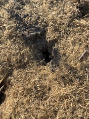 Veromessor chicoensis