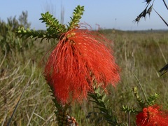 Melaleuca sparsa