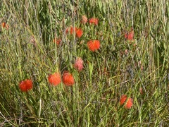 Melaleuca sparsa