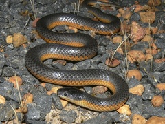 Rhinoplocephalus bicolor