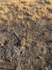 Veromessor chicoensis