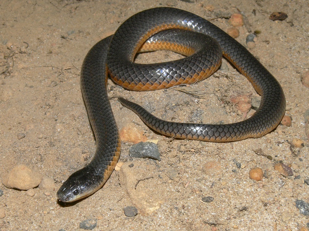 Muller's Snake (Rhinoplocephalus bicolor)