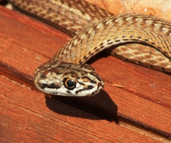 Psammophis notostictus