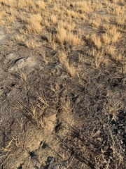 Veromessor chicoensis