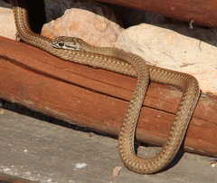 Psammophis notostictus