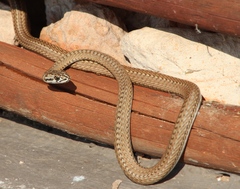 Psammophis notostictus
