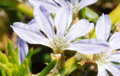 Scaevola thesioides