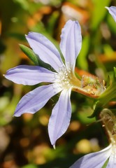 Scaevola thesioides