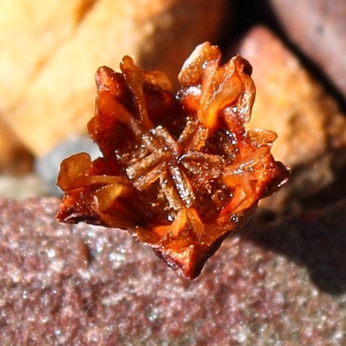 Mesembryanthemum apiculatum Kensit 2