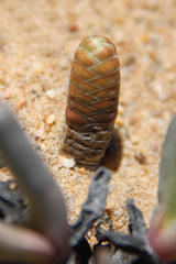 Crassula barklyi