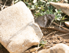 Hipparchia statilinus