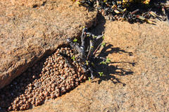 Crassula barklyi