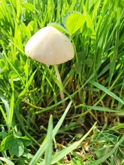 Conocybe apala