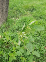 Amaranthus retroflexus