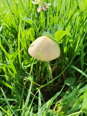 Conocybe apala