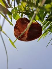 Conocybe apala