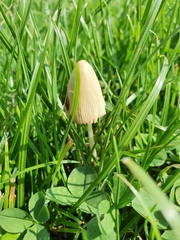 Conocybe apala