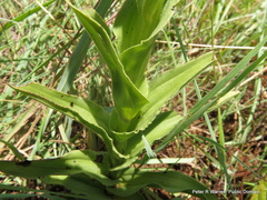 Habenaria epipactidea