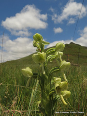 Habenaria epipactidea