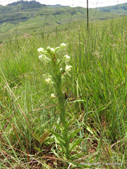 Habenaria epipactidea
