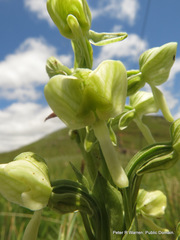 Habenaria epipactidea