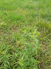 Sisymbrium officinale