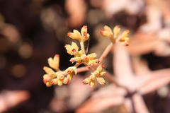 Crassula grisea