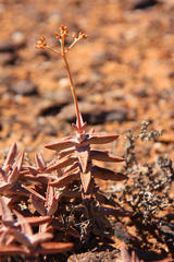 Crassula grisea