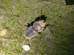 Serrognathus titanus