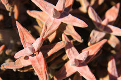 Crassula grisea