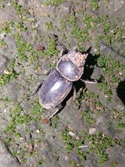 Serrognathus titanus