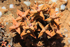 Crassula grisea