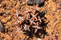 Crassula grisea