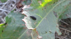 Gastrophysa atrocyanea