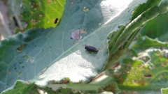 Gastrophysa atrocyanea