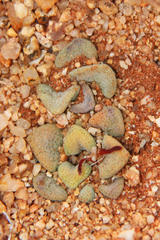 Crassula mesembrianthemopsis
