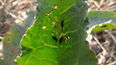 Gastrophysa atrocyanea