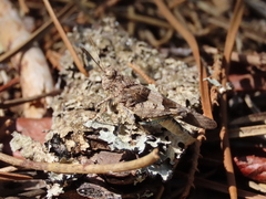 Oedipoda charpentieri