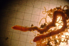 Cirratulus grandis
