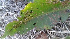 Gastrophysa atrocyanea