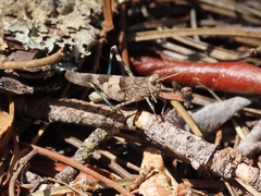 Oedipoda charpentieri