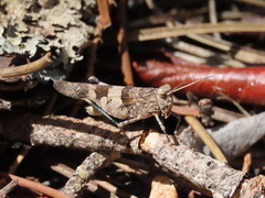 Oedipoda charpentieri