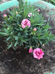 Dianthus mainensis