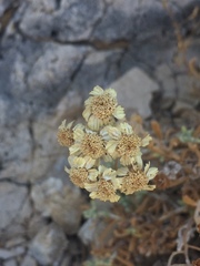 Achillea cretica