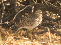 Burhinus capensis damarensis