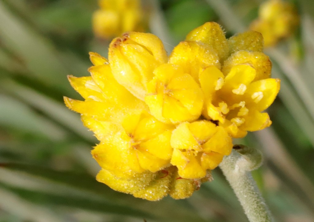 grey cottonhead from Eneabba WA 6518, Australia on August 18, 2021 at