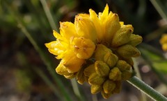 Conostylis candicans