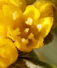 Conostylis candicans