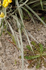 Conostylis candicans